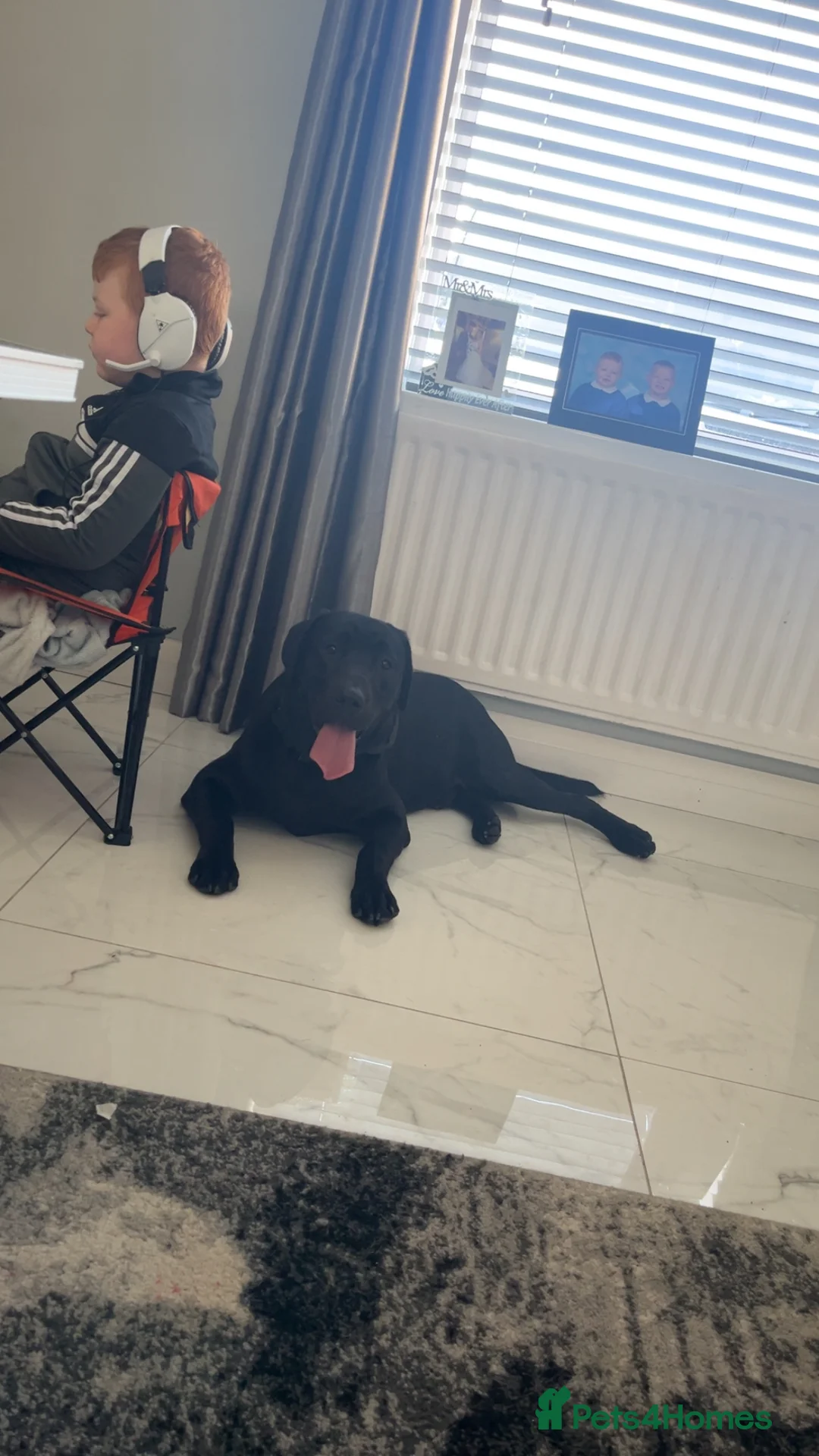 Labrador Retriever dogs for stud: Stud  - Advert 2