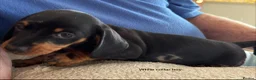 Miniature Dachshund dogs for sale: Gorgeous Litter of Miniature Dachshund Puppies - Advert 30