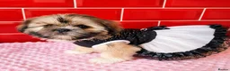 Shih Tzu dogs for sale: Beautiful Shih Tzu puppy available - Advert 15
