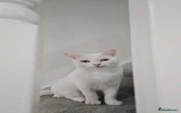 Mixed Breed cats for sale: FREE STUFF WITH CAT!! in Bolton - Image 4