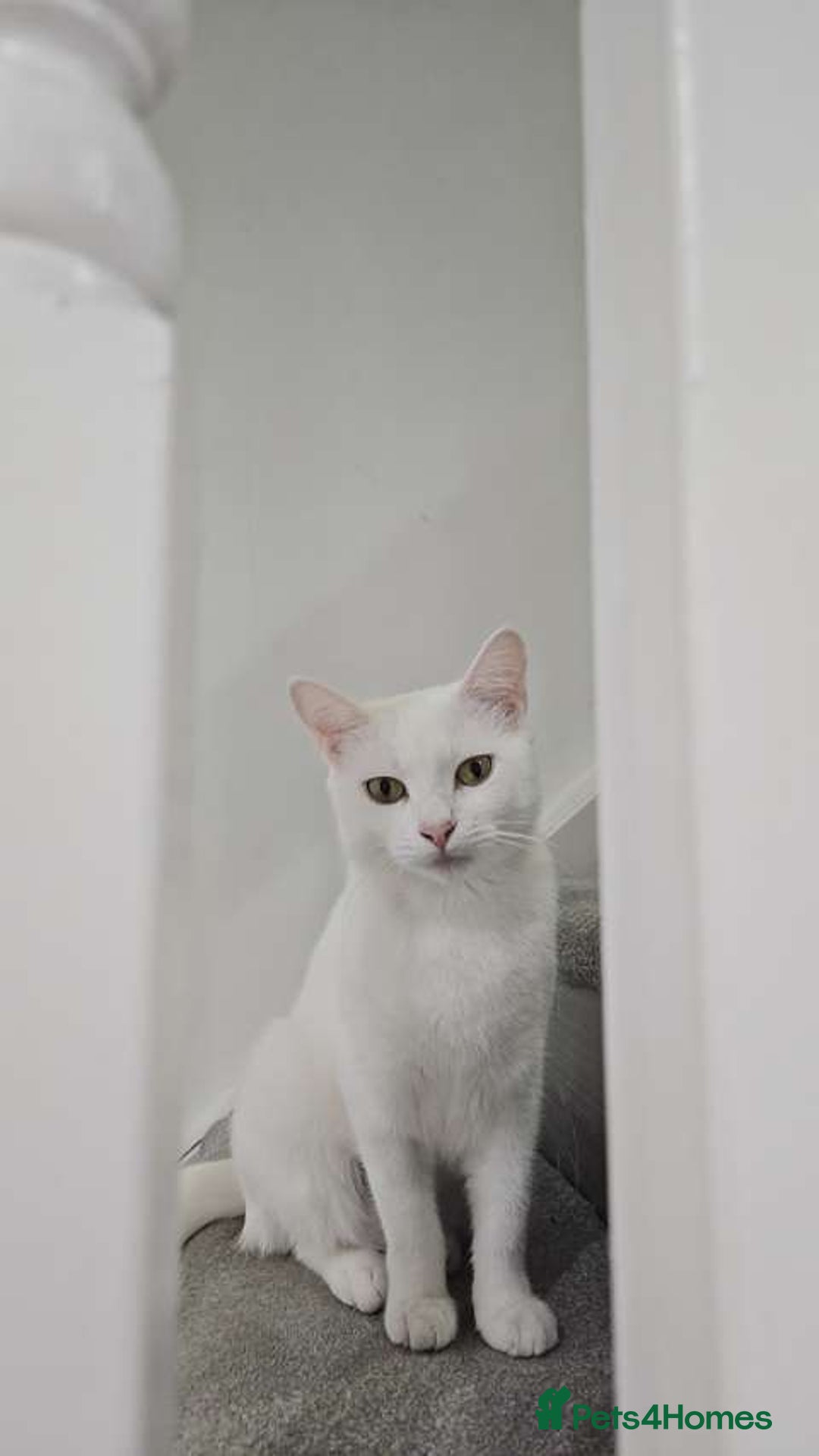 Mixed Breed cats for sale: FREE STUFF WITH CAT!! in Bolton - Image 4
