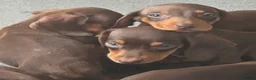 Miniature Dachshund dogs for sale: Stunning miniature dachshund puppies - Advert 14