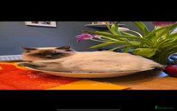 Ragdoll cats for sale: 2x Pair of Ragdol kittens Taunton local homes only - Image 7