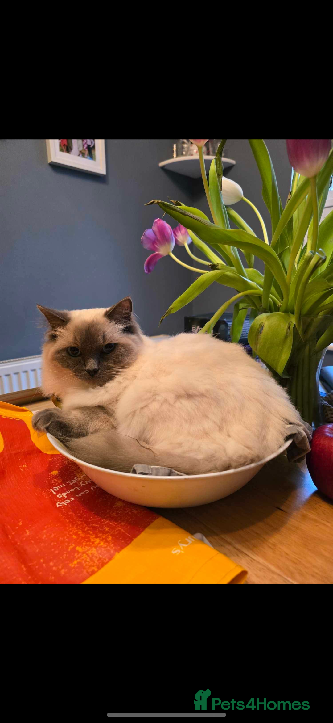 Ragdoll cats for sale: 2x Pair of Ragdol kittens Taunton local homes only - Image 7