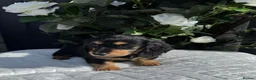 Miniature Dachshund dogs for sale: Beautiful Long Haired Miniature Dachshund Pups 🐶  - Advert 4
