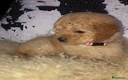 Cavapoo dogs for sale: STUNNING F1b cavapoos READY NOW  - Image 5