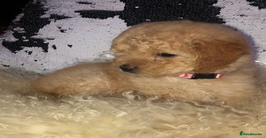 Cavapoo dogs - Advert 11