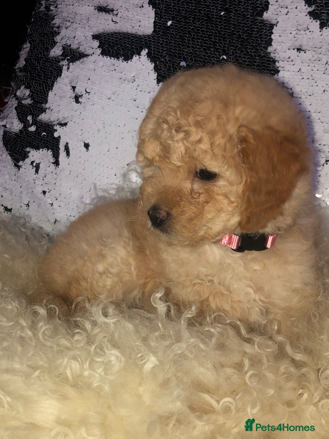Cavapoo dogs for sale: STUNNING F1b cavapoos READY NOW  - Image 5