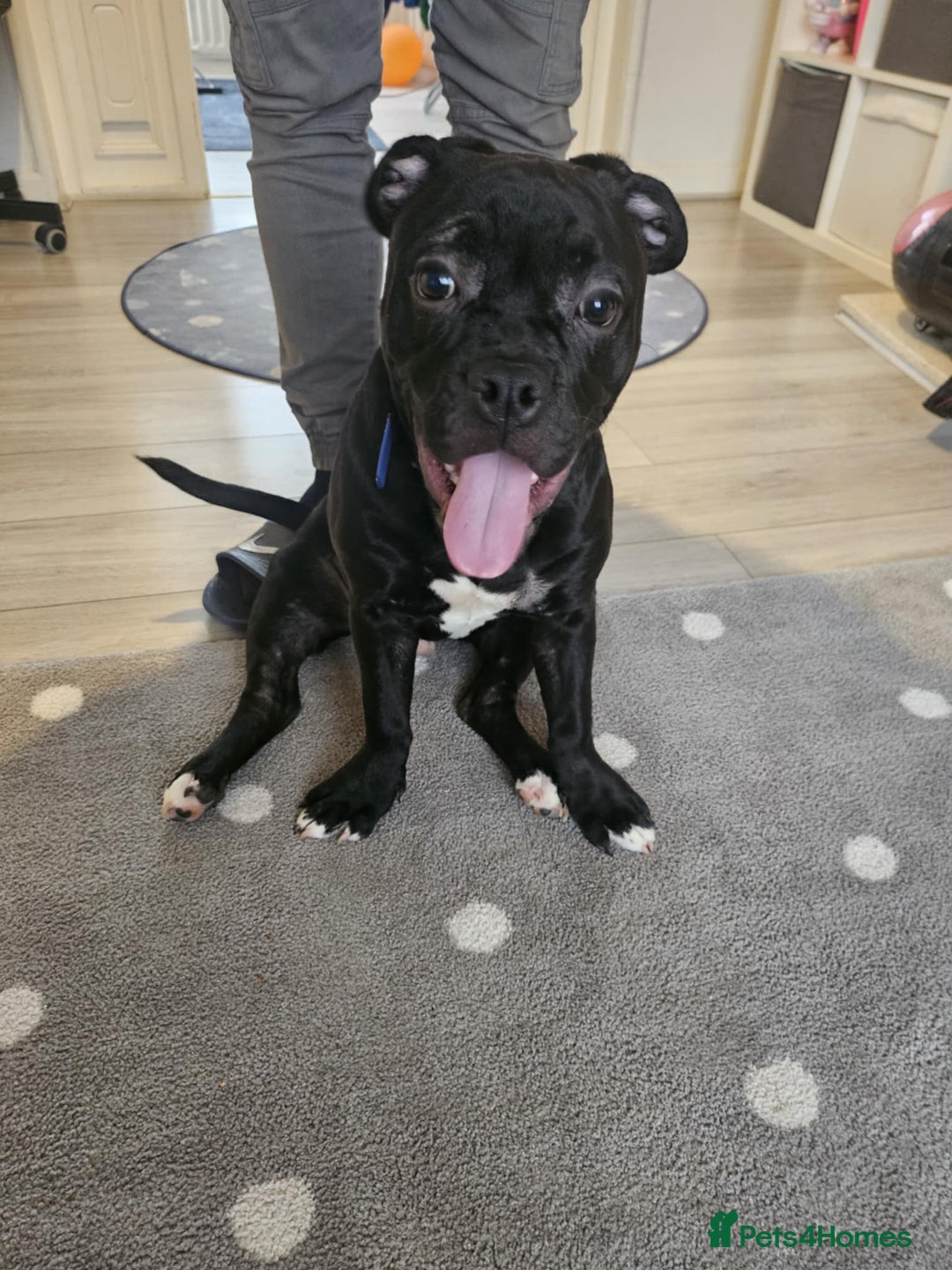 Mixed Breed dogs for sale: Wonderful dog for sale - Advert 25