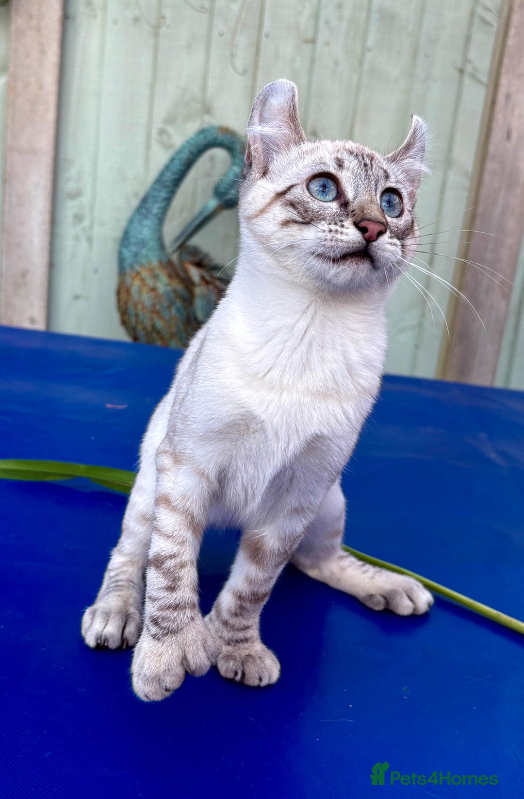 Keetso cats for sale: Wild looking polydactyl curled eared snow leopard  - Image 11