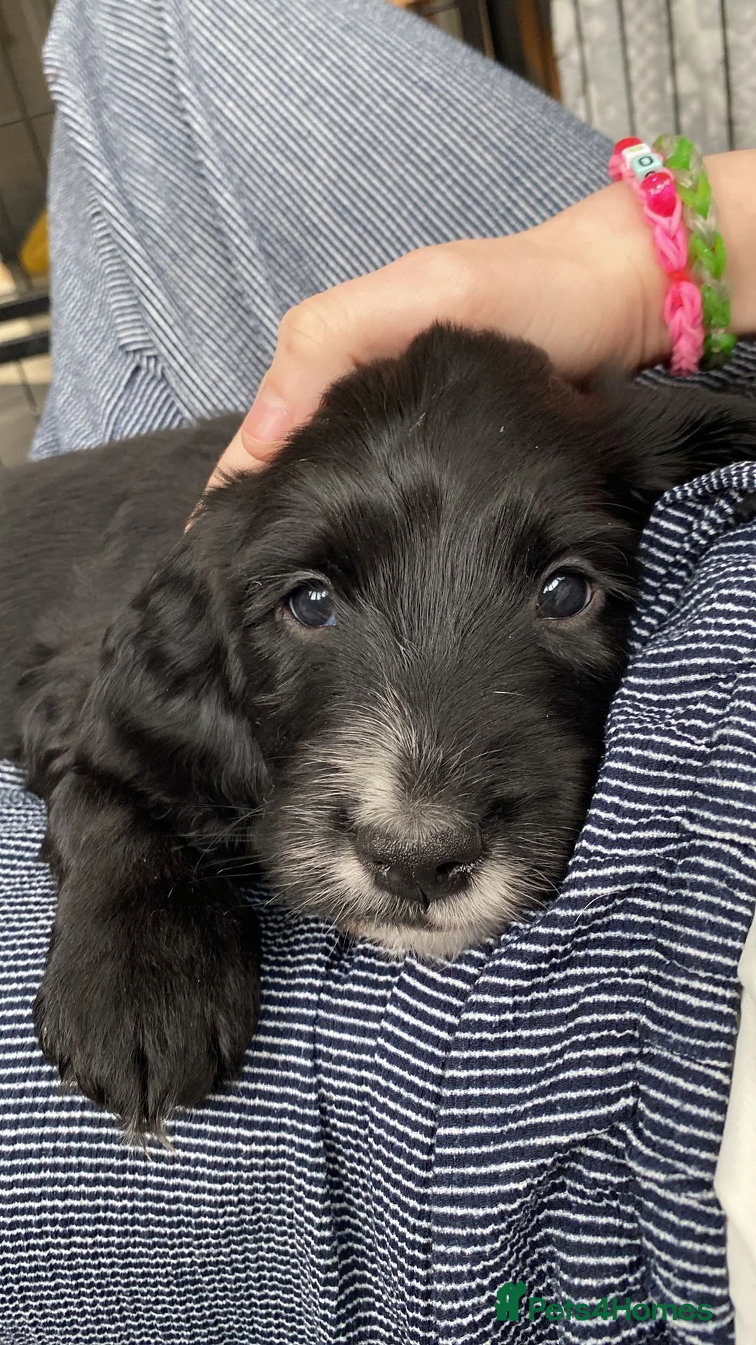 Mixed Breed dogs for sale: Cockapoo x English Springer Spaniel  in Holmfirth - Advert 8