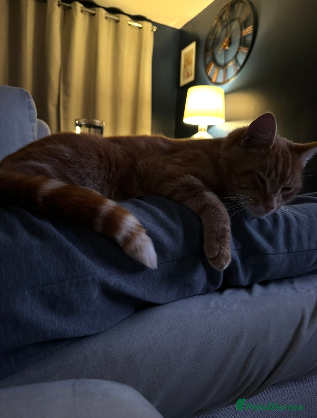 Mixed Breed cats for sale: Forever home for Ronald! - Image 3