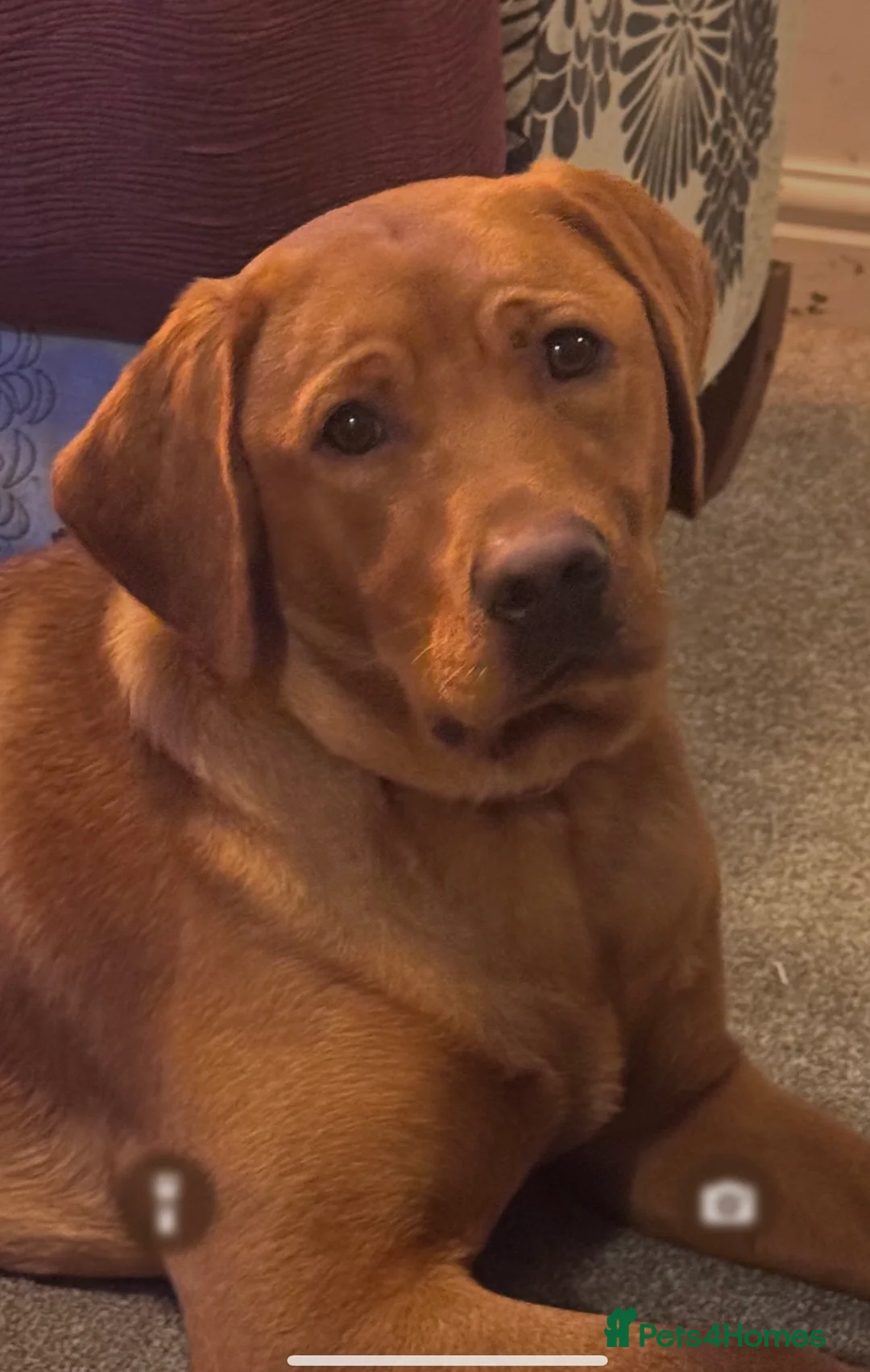 Labrador Retriever dogs for sale: Beautiful Red Fox Puppies - Advert 6