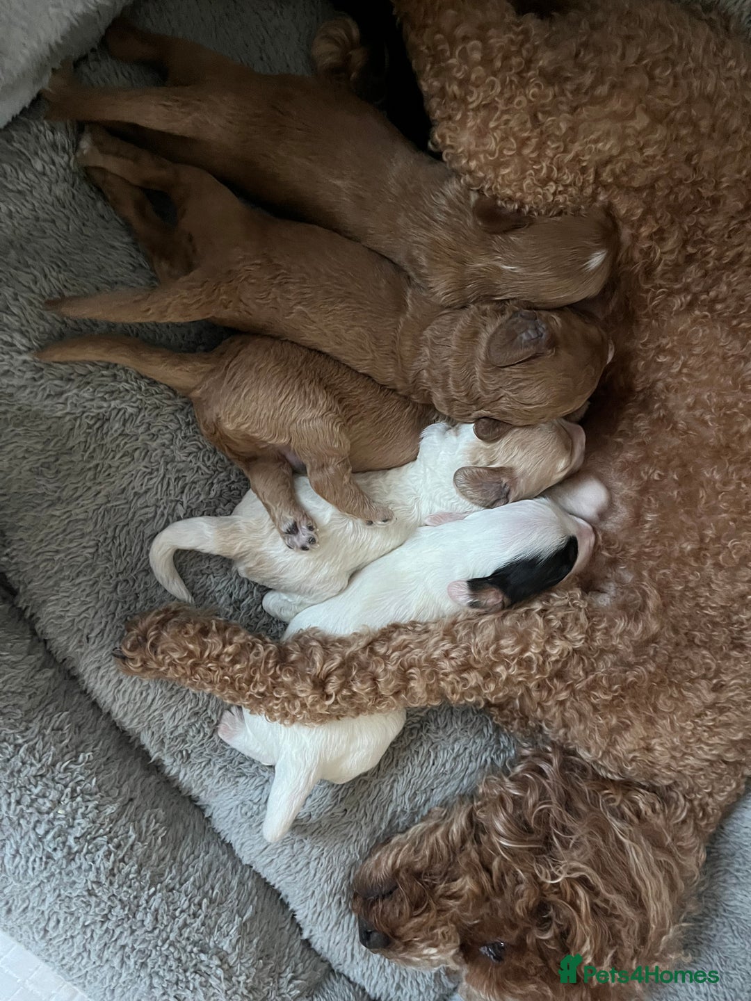 Mixed Breed dogs for sale: Beautiful puppies  - Image 4