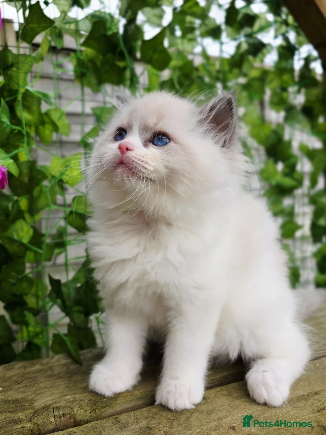 Ragdoll cats for sale: 5 amazing European babies.  Tica registered  - Advert 23