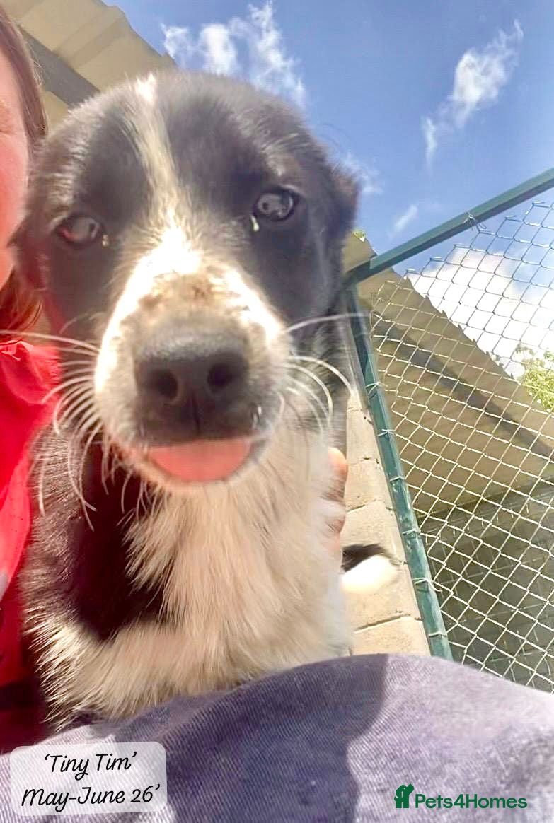 Mixed Breed dogs Tiny Tim, 6-7 months. Available for adoption. - Advert 1