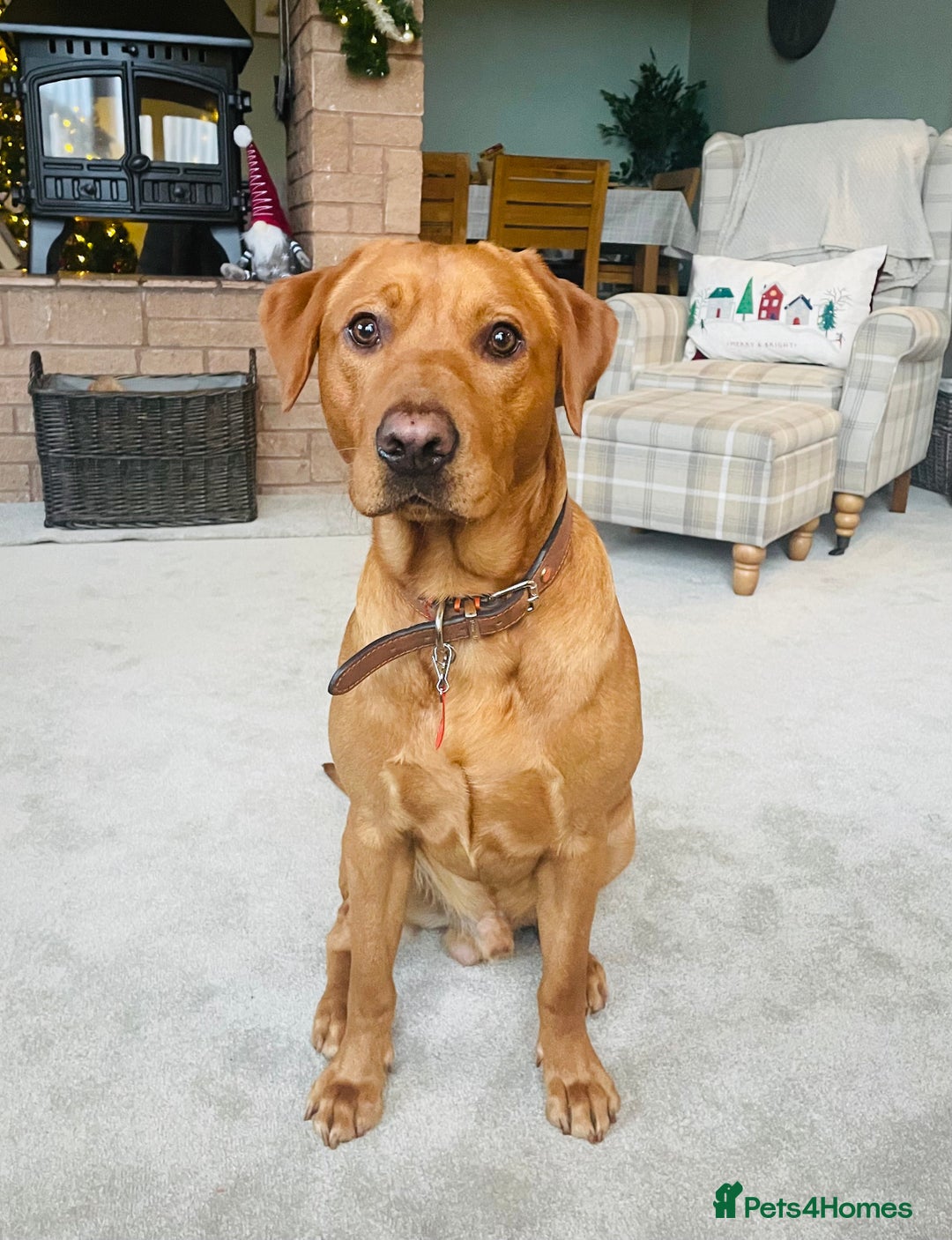 Labrador Retriever dogs for stud: Fox Red Labrador for Stud - Advert 3