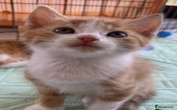 Mixed Breed cats for sale: Gorgeous Kittens Looking for New Homes  - Image 2