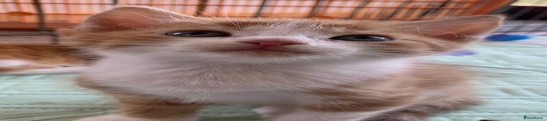 Mixed Breed Kitten 1