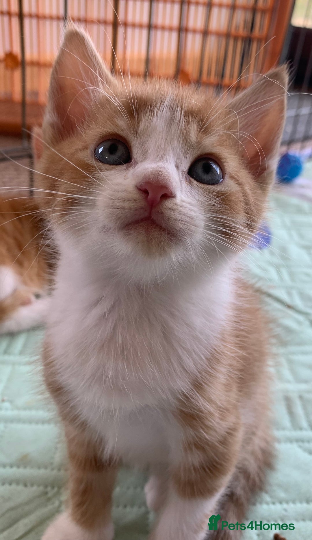 Mixed Breed cats for sale: Gorgeous Kittens Looking for New Homes  - Image 2