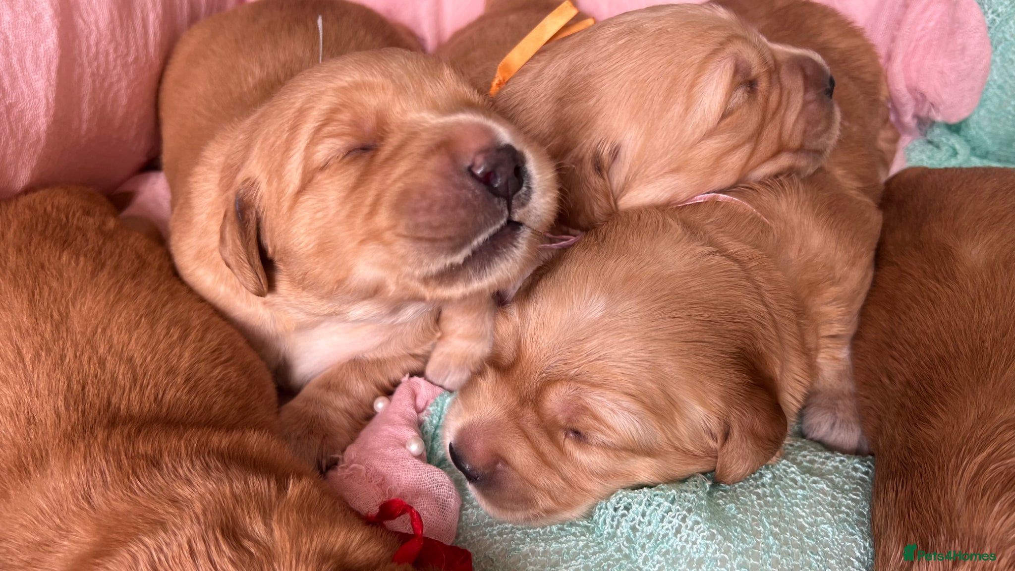 Golden Retriever dogs for sale: KC Golden Retrievers - Health Tested & Home Raised - Advert 1