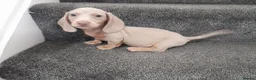 Dachshund dogs for sale: Dashund pups - Advert 9