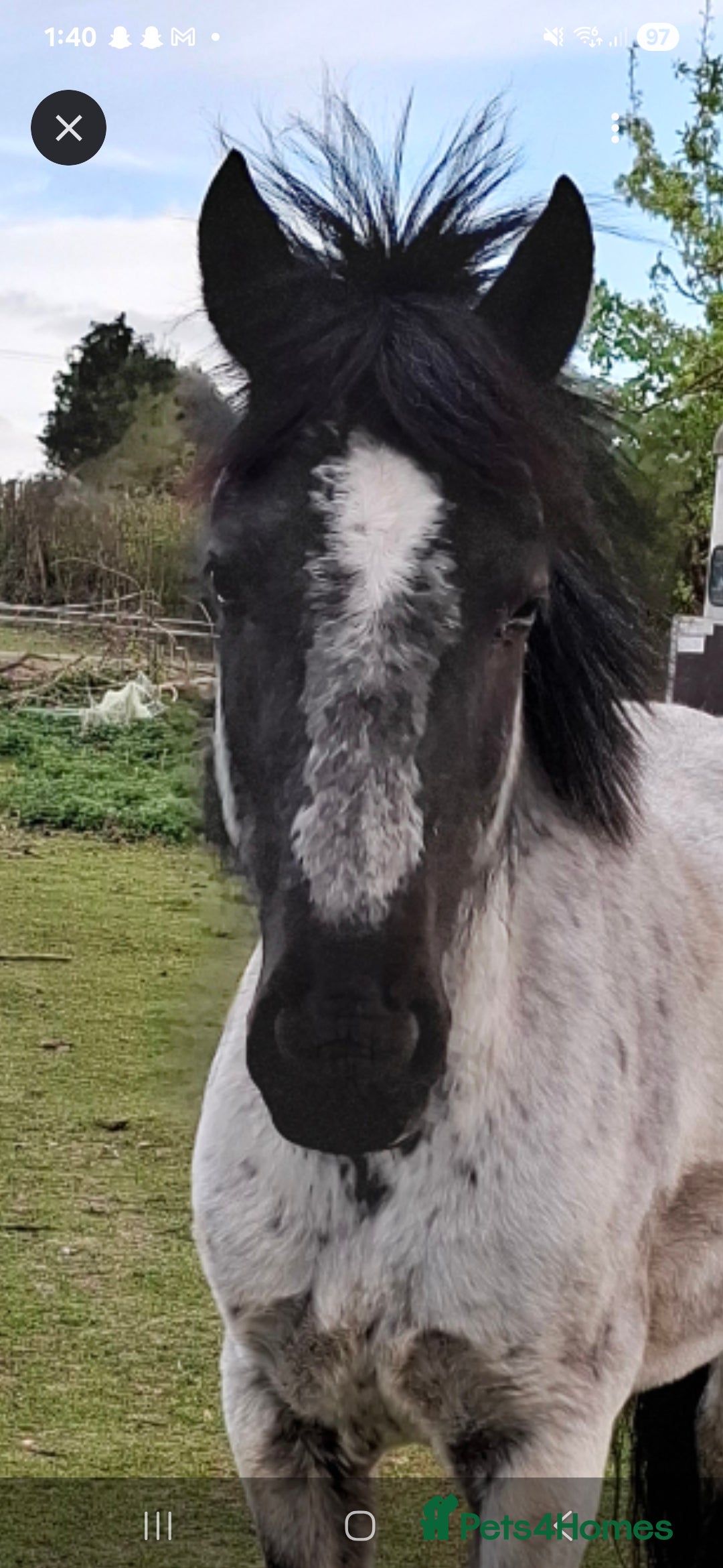 Other Breed horses for sale: Sad sale of well loved pony! - Image 2