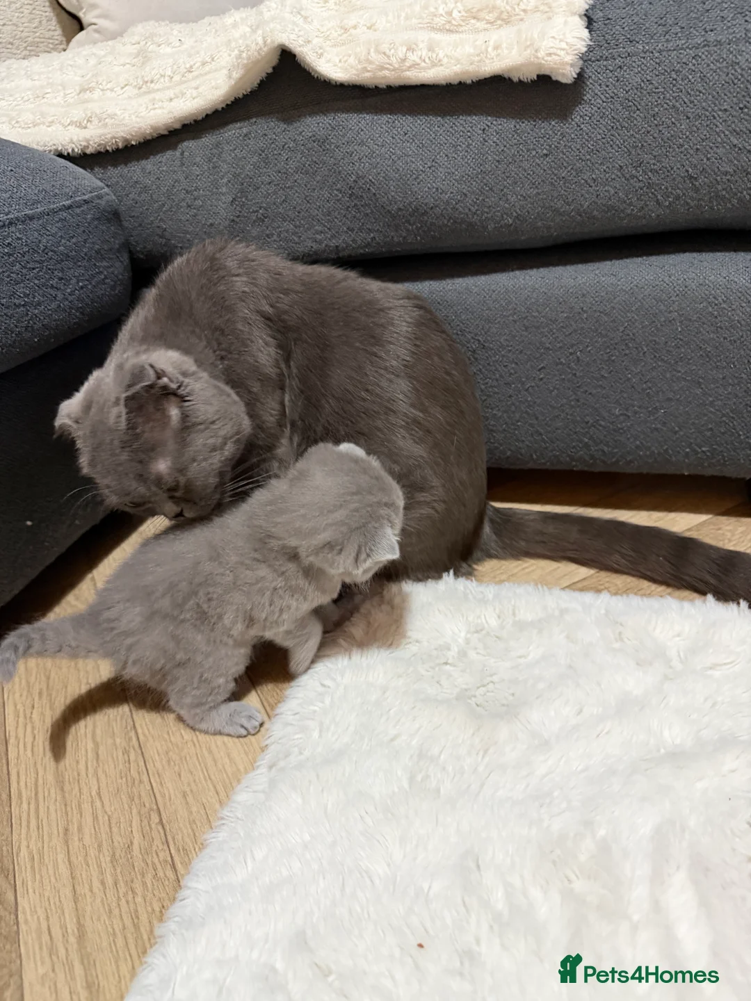 Scottish Fold cats for sale: 3 male Scottish fold kittens - Advert 9