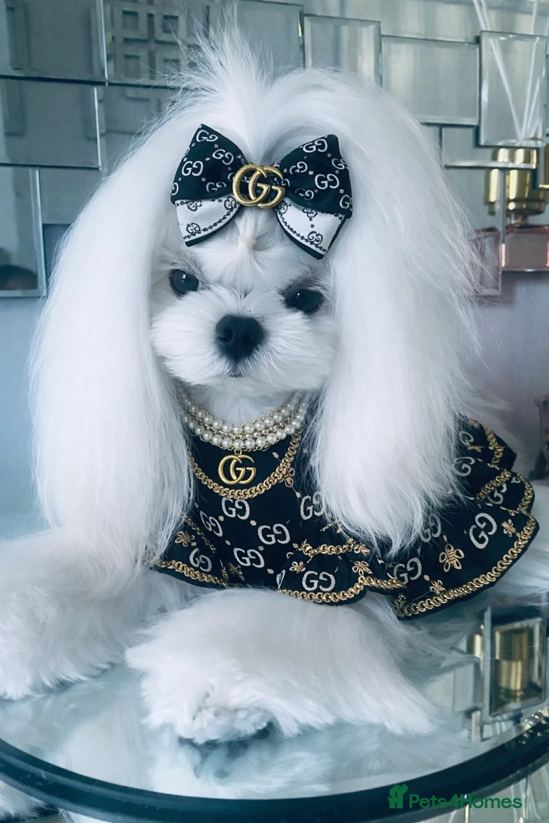 Maltese dogs for stud: 🖤KC DNA health tested Tiny Korean Maltese boy🖤  - Advert 2