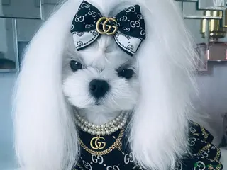 Maltese dogs 🖤DNA health tested Tiny Korean Maltese boy🖤 - Advert 6