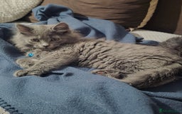 Mixed Breed cats for sale: Adorable fluffy kittens looking for a new home. - Image 11