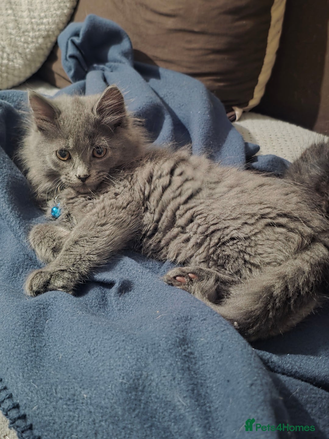 Mixed Breed cats for sale: Adorable fluffy kittens looking for a new home. - Image 11