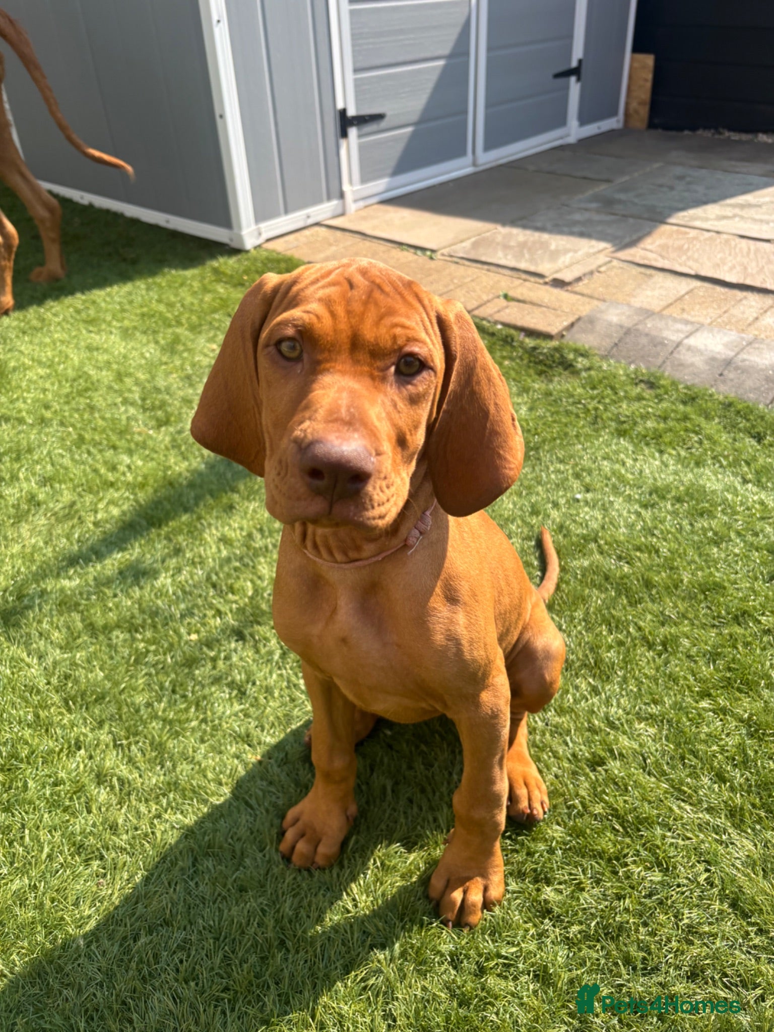 Hungarian Vizsla dogs KC registered Wire haired vizsla bitch puppy  - Advert 1