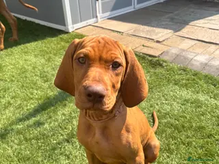 Hungarian Vizsla dogs KC registered Wire haired vizsla bitch puppy - Advert 1