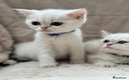 British Shorthair cats for sale: Champion sired Golden Colourpoint Kittens  - Image 28
