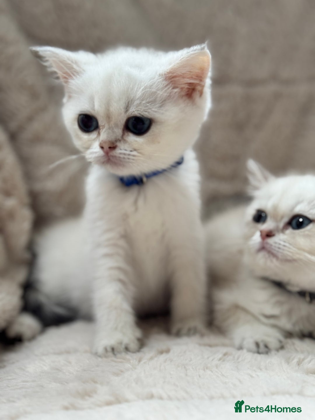 British Shorthair cats for sale: Champion sired Golden Colourpoint Kittens  - Image 28