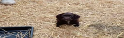 Sprocker dogs for sale: Working sprocker pups - Advert 8