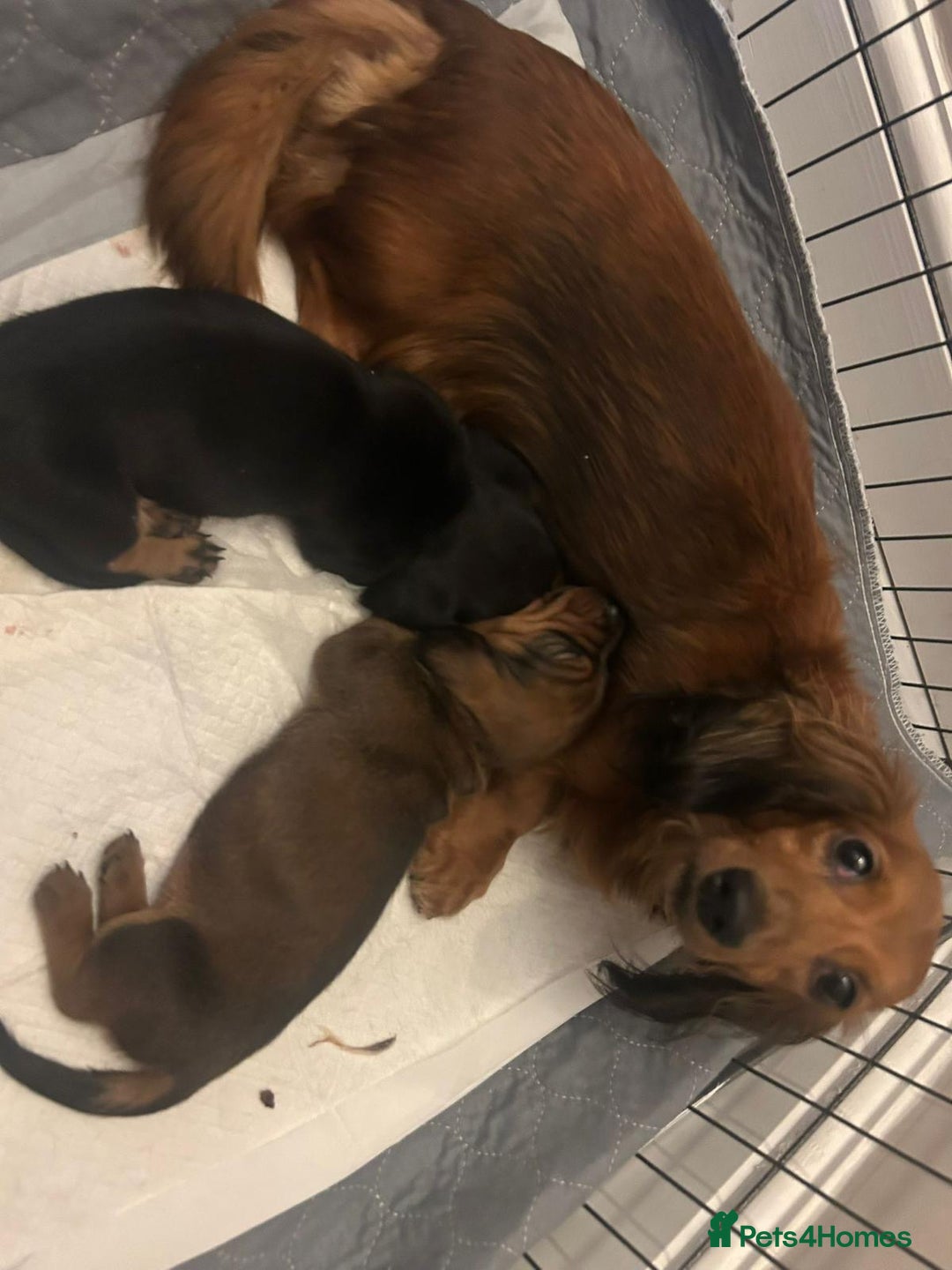 Dachshund dogs for sale: Two amazing Dachund boys for sale  - Advert 8