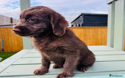 Labradoodle dogs for sale: Chocolate Merle Labradoodle Babies 🐾🐾🐾 - Advert 9