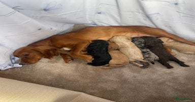 Cockapoo dogs - Advert 11