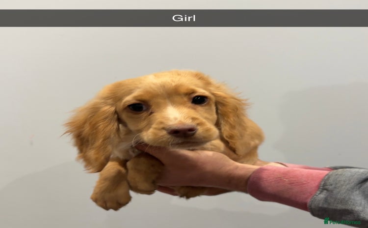 Cocker Spaniel dogs Mixed litter  - Advert 1