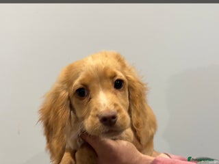 Cocker Spaniel dogs Mixed litter - Advert 13