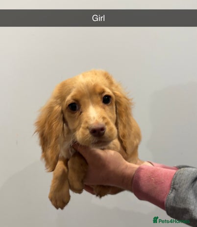 Cocker Spaniel dogs Mixed litter - Advert 4