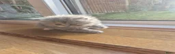 British Shorthair cats for sale: Scottish cats girl boy short, longhair  in Nottingham - Advert 11