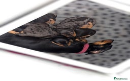 Miniature Dachshund dogs for sale: Lovely Mini Daschunds Looking For A Forever Sofa - Image 17