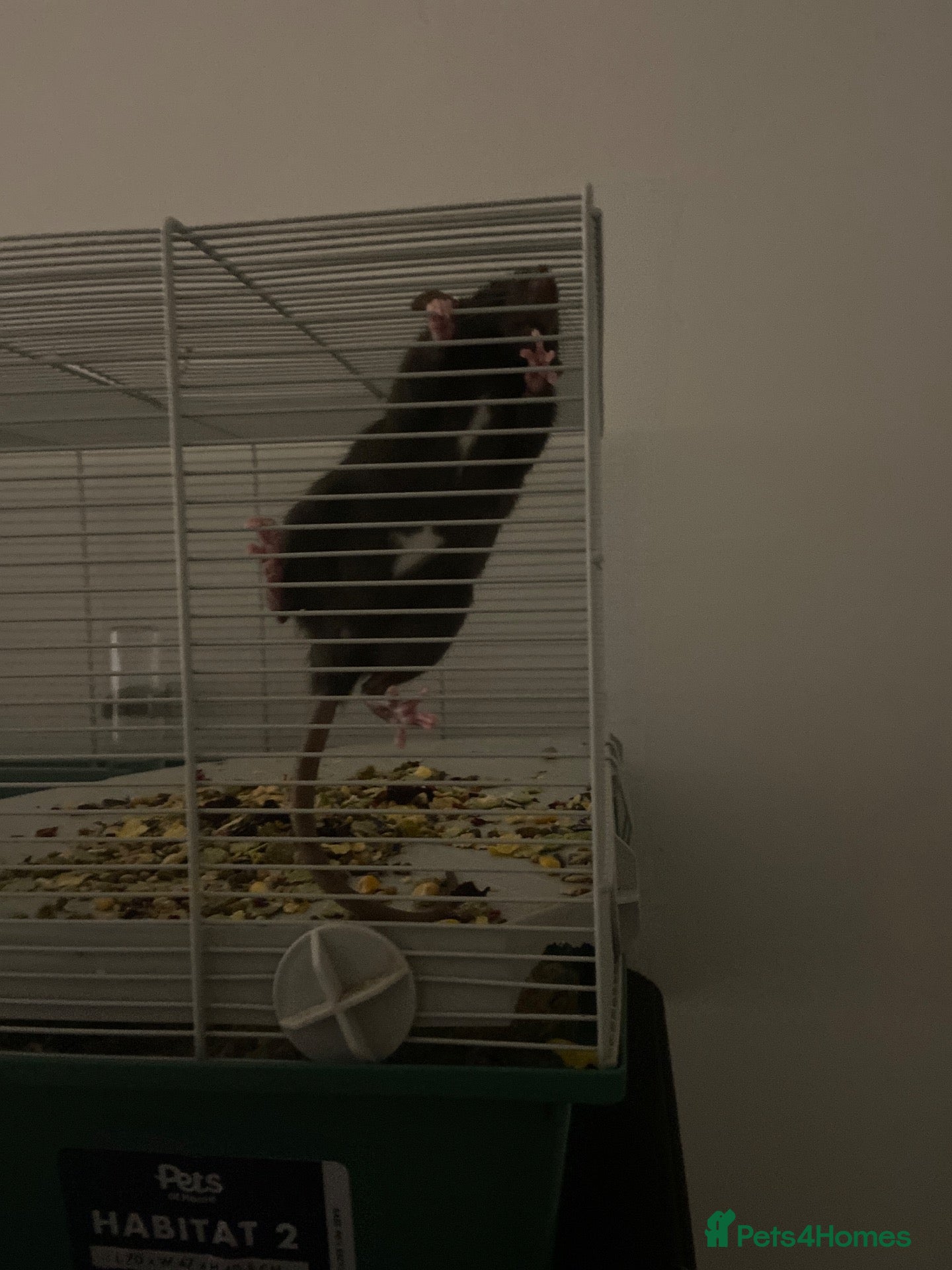 Rat rodents for sale: 2 female-dwarf rats  - Advert 5