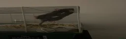 Rat rodents for sale: 2 female-dwarf rats  - Advert 1