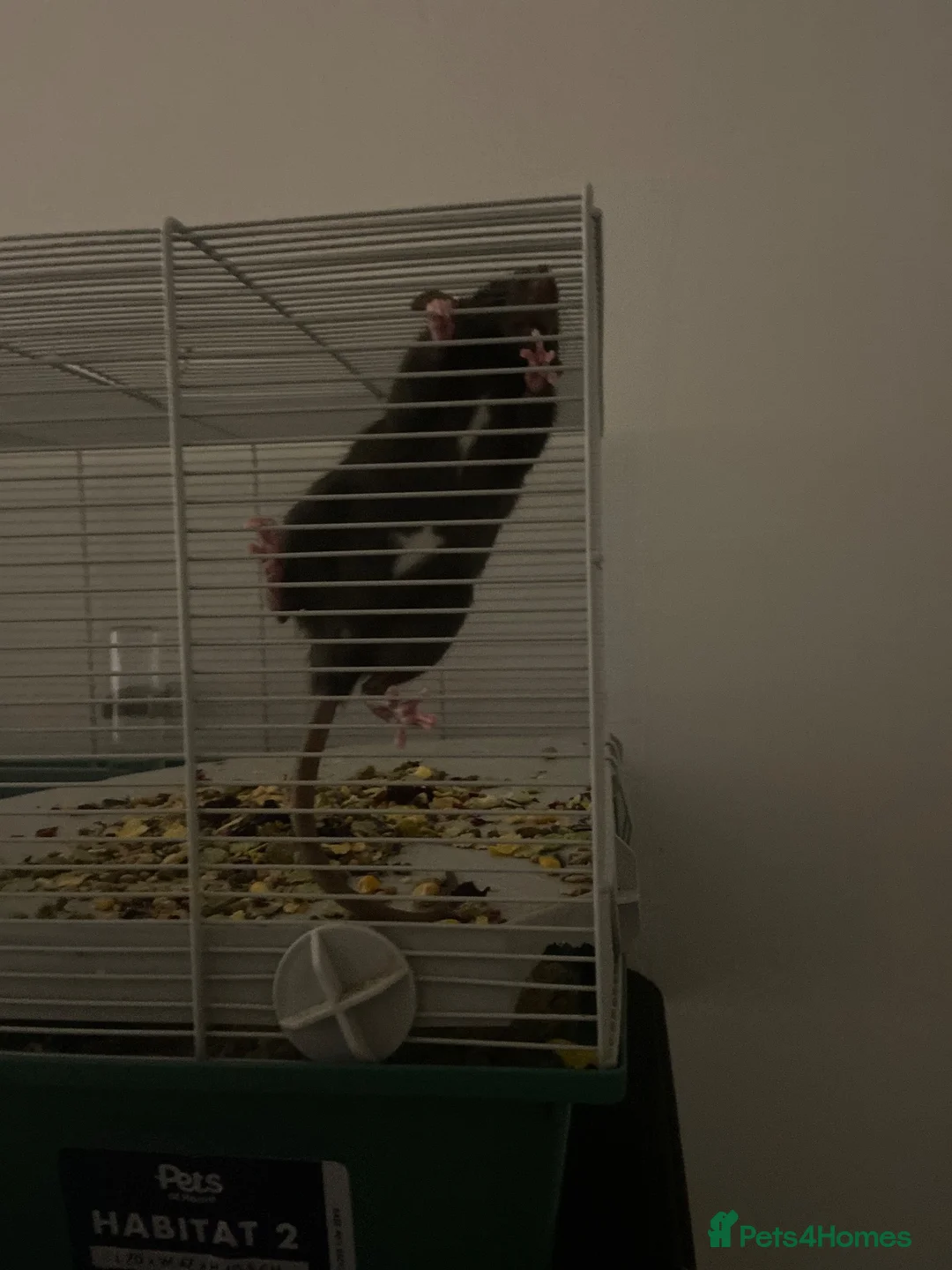 Rat rodents for sale: 2 female-dwarf rats  - Advert 1