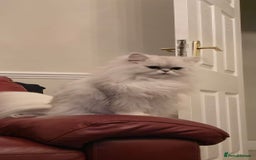 Persian cats for sale: Pure breed doll face persian chinchilla  - Advert 2