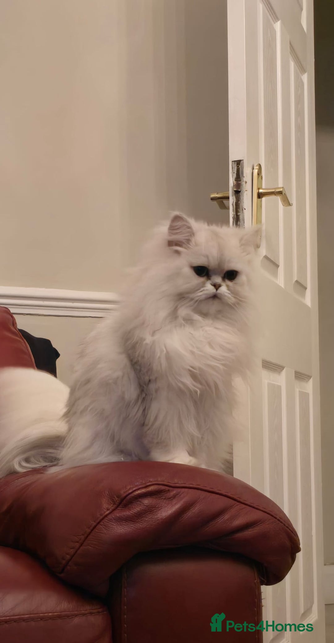 Persian cats for sale: Pure breed doll face persian chinchilla  - Advert 2